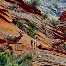 Goats seen on the Canyon Overlook Trail